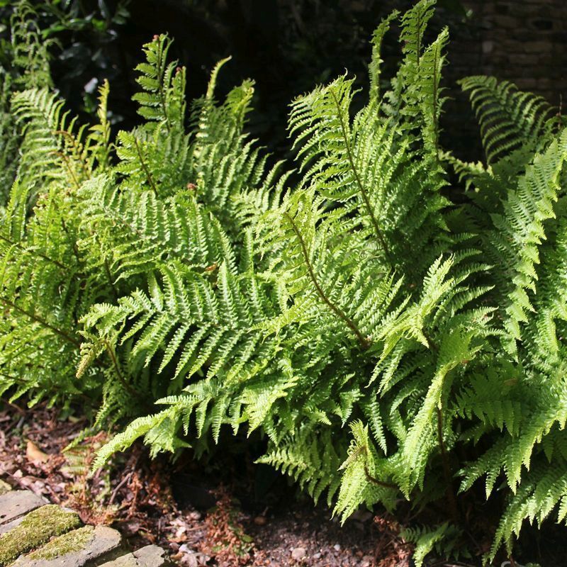 Anglo Aquatics Dryopteris Filix-Mas 9cm 3 Pack