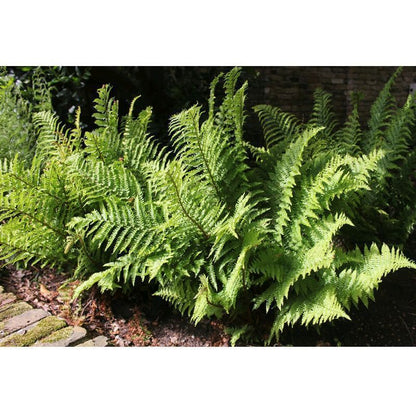 Anglo Aquatics Dryopteris Filix-Mas 9cm 3 Pack