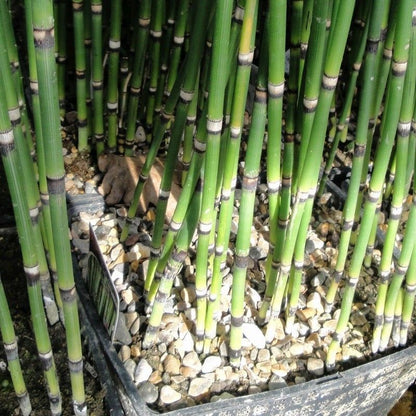 Anglo Aquatics Equisetum Hyemale 1 Litre