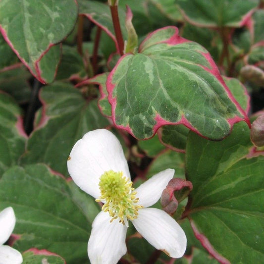 Anglo Aquatics Houttuynia Cordata 'Boo Boo' 1 Litre