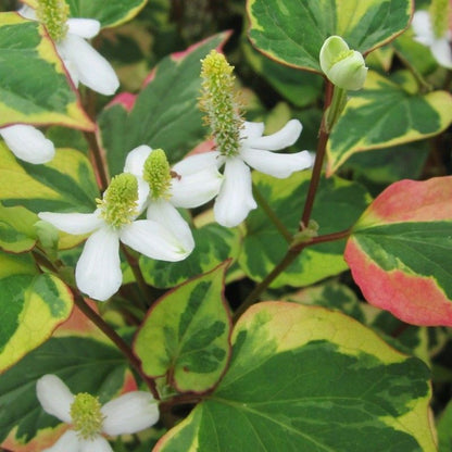 Anglo Aquatics Houttuynia Cordata 'Chameleon' 5 Litre