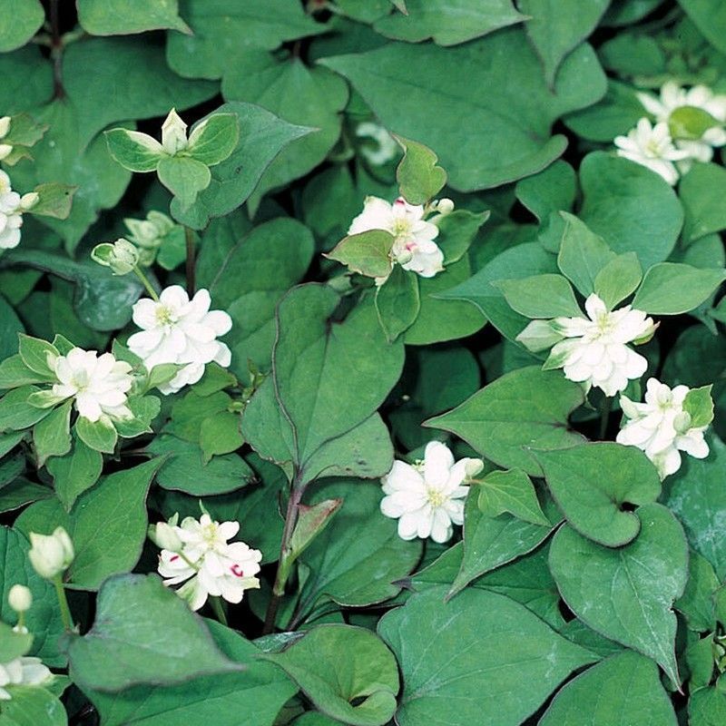 Anglo Aquatics Houttuynia Cordata 'Plena' 1 Litre