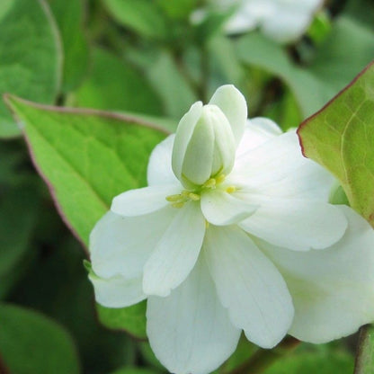 Anglo Aquatics Houttuynia Cordata 'Plena' 5 Litre