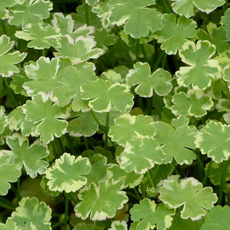 Anglo Aquatics Hydrocotyle Sibthorpioides Var 9cm 3 Pack