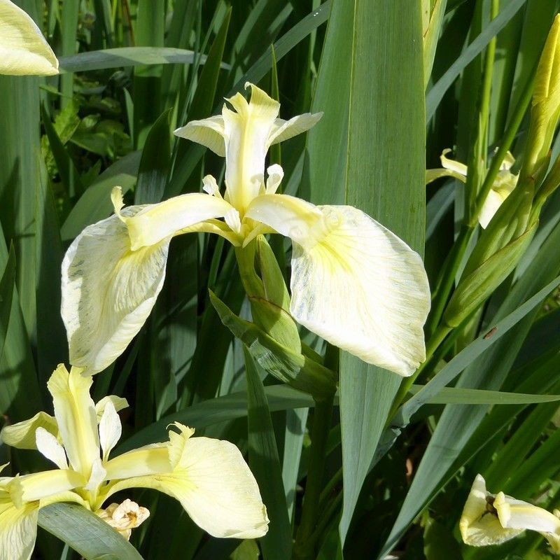 Anglo Aquatics Iris Pseudacorus Bastardii 1 Litre