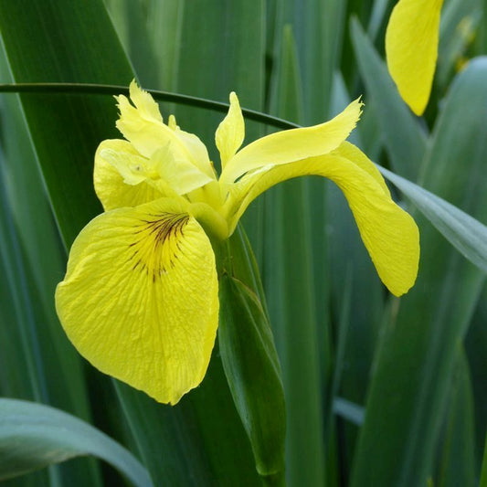 Anglo Aquatics Iris Pseudacorus 5 Litre