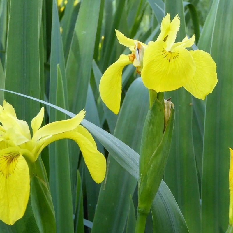 Anglo Aquatics Iris Pseudacorus 5 Litre