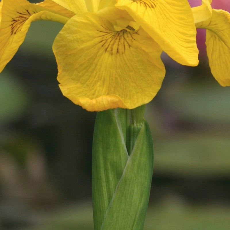 Anglo Aquatics Iris Pseudacorus 1 Litre