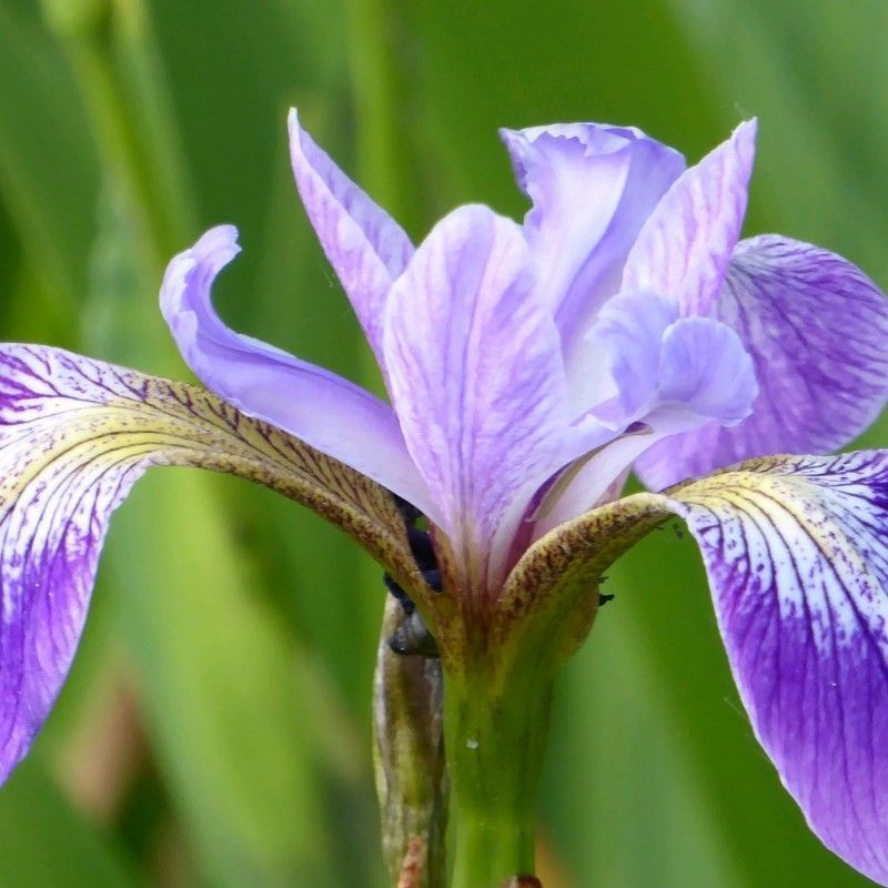 Anglo Aquatics Iris Versicolor 1 Litre 3 Pack