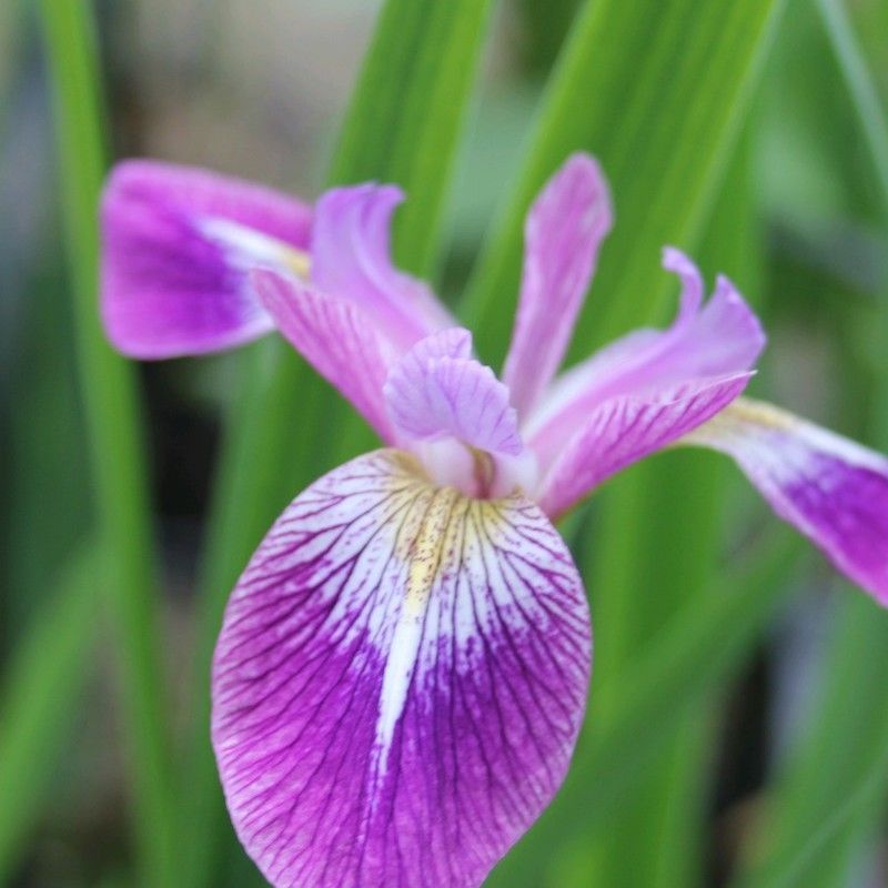 Anglo Aquatics Iris Versicolor 'Kermesina' 1 Litre 3 Pack