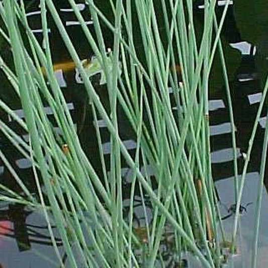 Anglo Aquatics Juncus Inflexus 5 Litre