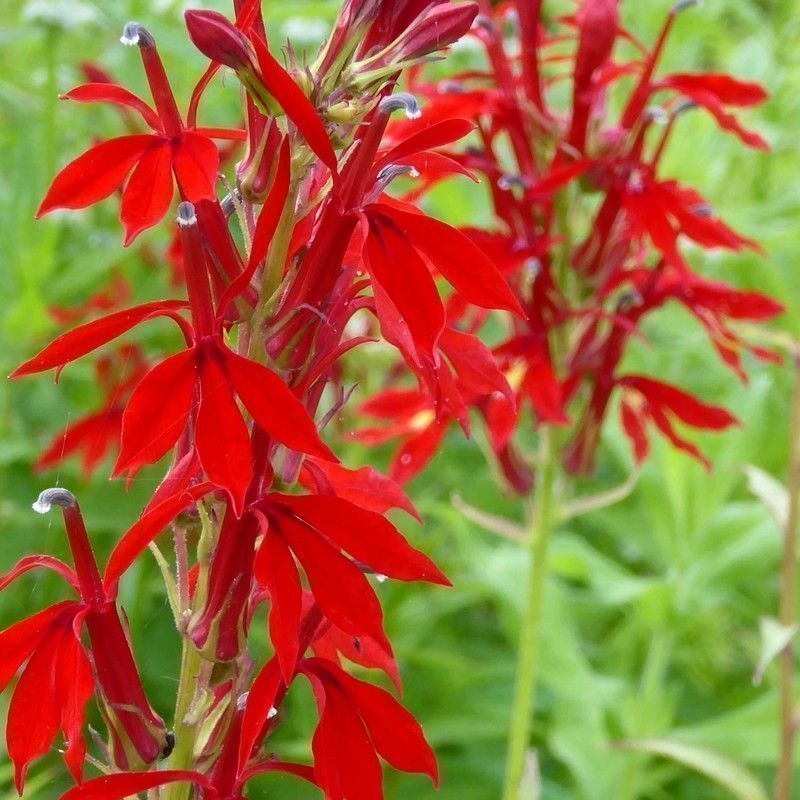 Anglo Aquatics Lobelia Cardinalis 1 Litre 3 Pack