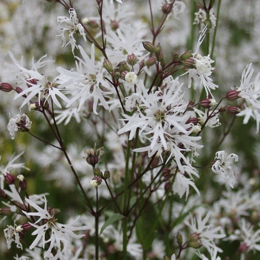 Anglo Aquatics Lychnis Flos-Cuculi 'White Robin' 9cm 3 Pack