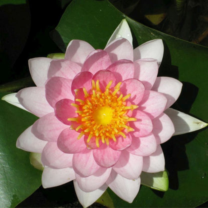 Anglo Aquatics Nymphaea Madame Wilfron Gonnere 10 Litre