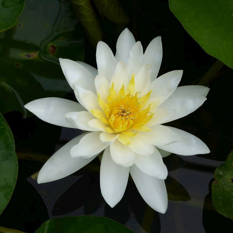 Anglo Aquatics Nymphaea Marliacea Albida 3 Litre