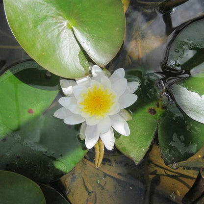 Anglo Aquatics Nymphaea Marliacea Albida 3 Litre