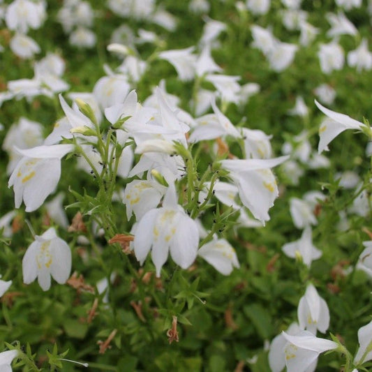 Anglo Aquatics Mazus Reptans 'Alba' 1 Litre