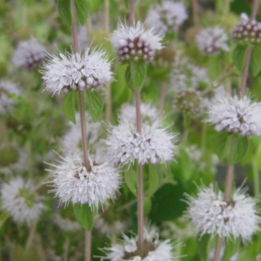 Anglo Aquatics Mentha Pulegium 1 Litre 3 Pack