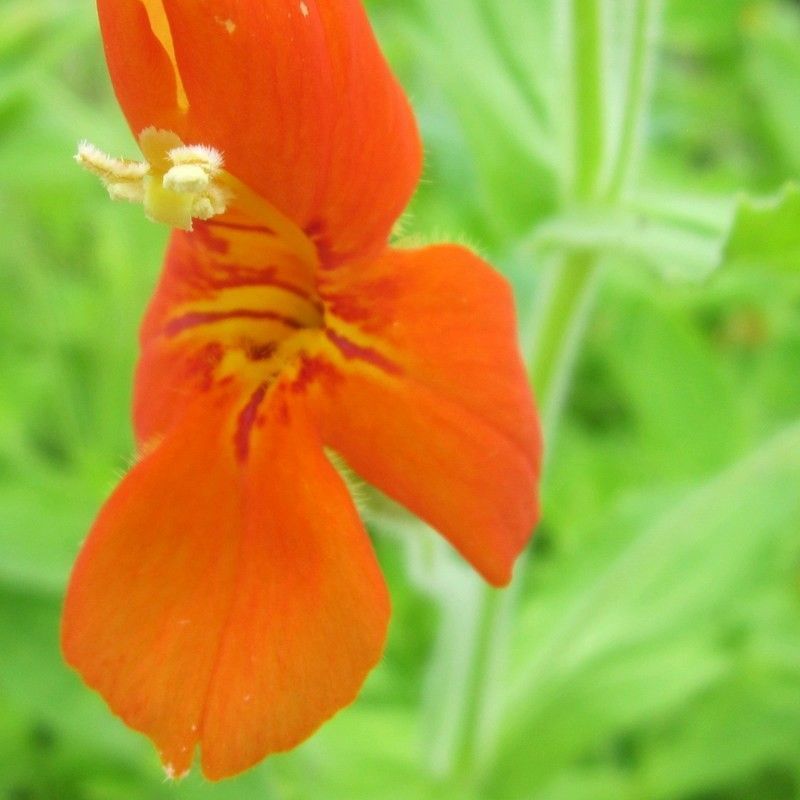 Anglo Aquatics Mimulus Cardinalis 1 Litre 3 Pack