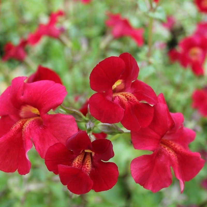 Anglo Aquatics Mimulus Cupreus 'Red Emperor' 1 Litre 3 Pack