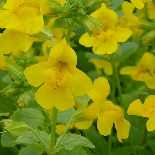 Anglo Aquatics Mimulus Guttatus 1 Litre 3 Pack