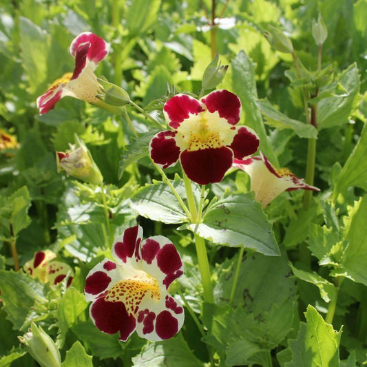 Anglo Aquatics Mimulus Luteus 'Queens Prize' 1 Litre 3 Pack