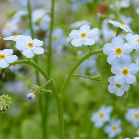 Anglo Aquatics Myosotis Scorpioides 9cm 3 Pack