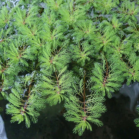 Anglo Aquatics Myriophyllum Brasiliensis Red Stem 9cm 3 Pack