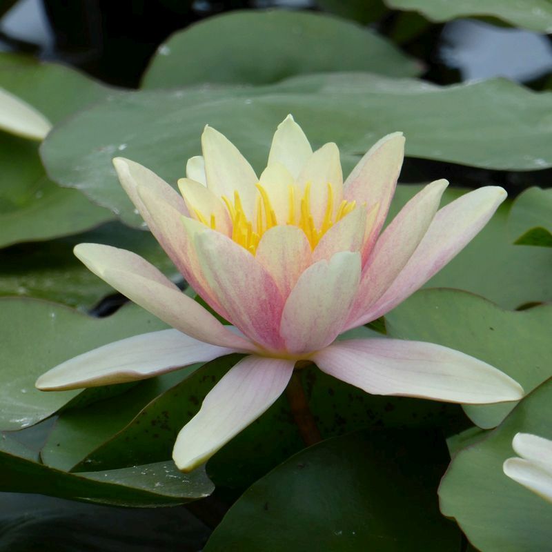 Anglo Aquatics Nymphaea Paul Hariot 30 Litre