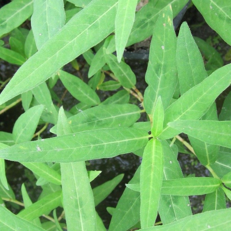 Anglo Aquatics Persicaria Amphibia 3 Litre