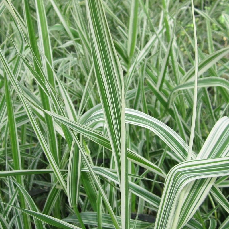 Anglo Aquatics Phalaris Arundinacea Var Picta 1 Litre