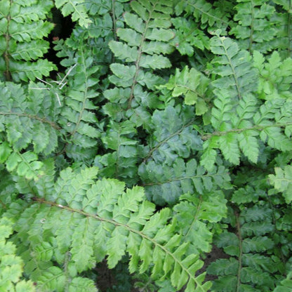 Anglo Aquatics Polystichum Polyblepharum 9cm 3 Pack