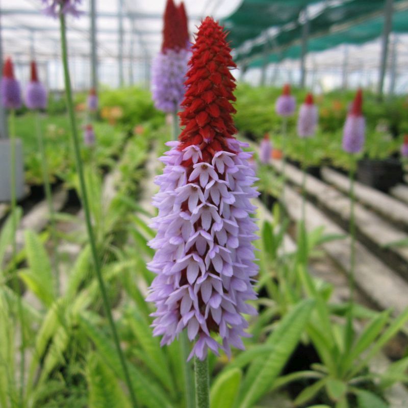 Anglo Aquatics Primula Vialii 9cm 3 Pack