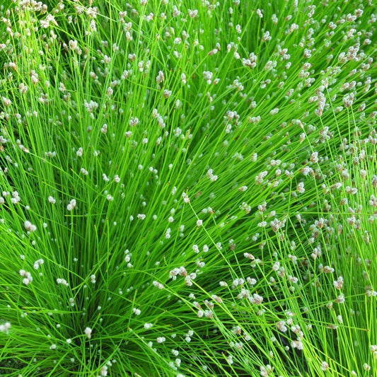 Anglo Aquatics Scirpus Cernuus 1 Litre