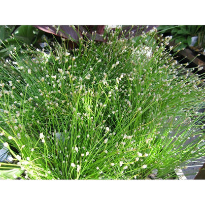 Anglo Aquatics Scirpus Cernuus 1 Litre