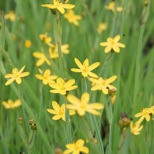 Anglo Aquatics Sisyrinchium Californicum 9cm 3 Pack