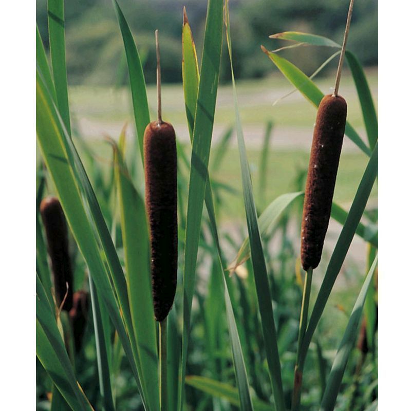 Anglo Aquatics Typha Angustifolia 1 Litre 3 Pack