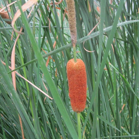 Anglo Aquatics Typha Gracilis 1 Litre 3 Pack