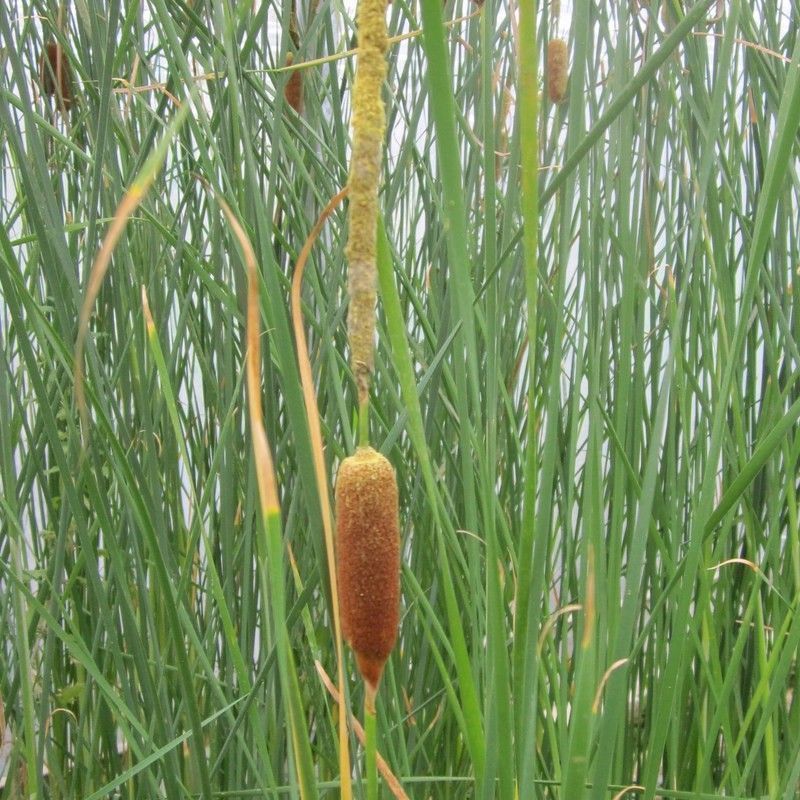 Anglo Aquatics Typha Gracilis 5 Litre