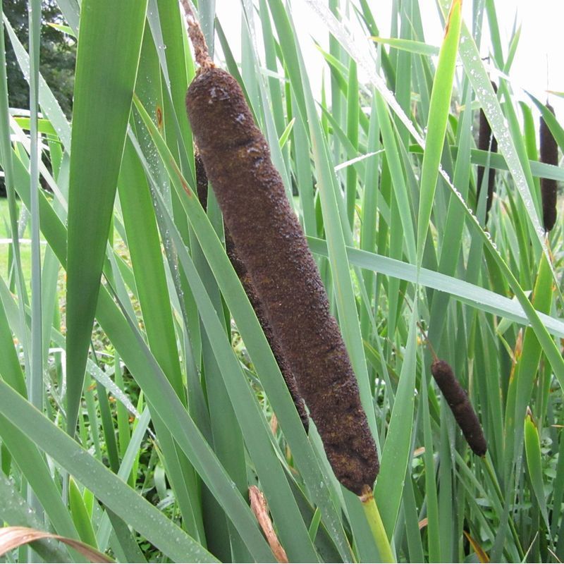 Anglo Aquatics Typha Latifolia 1 Litre 3 Pack