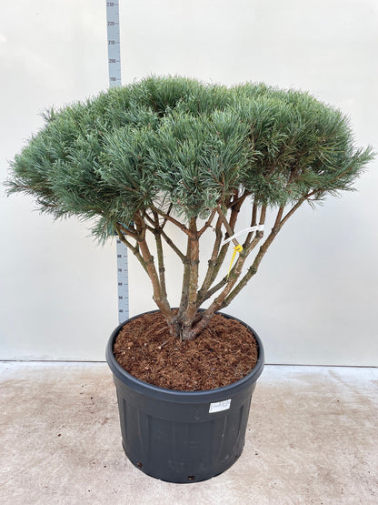 'Miniature Scots Pine' Pinus Sylvestris Watereri Umbrella Evergreen Plant - 82cm Pot 180cm