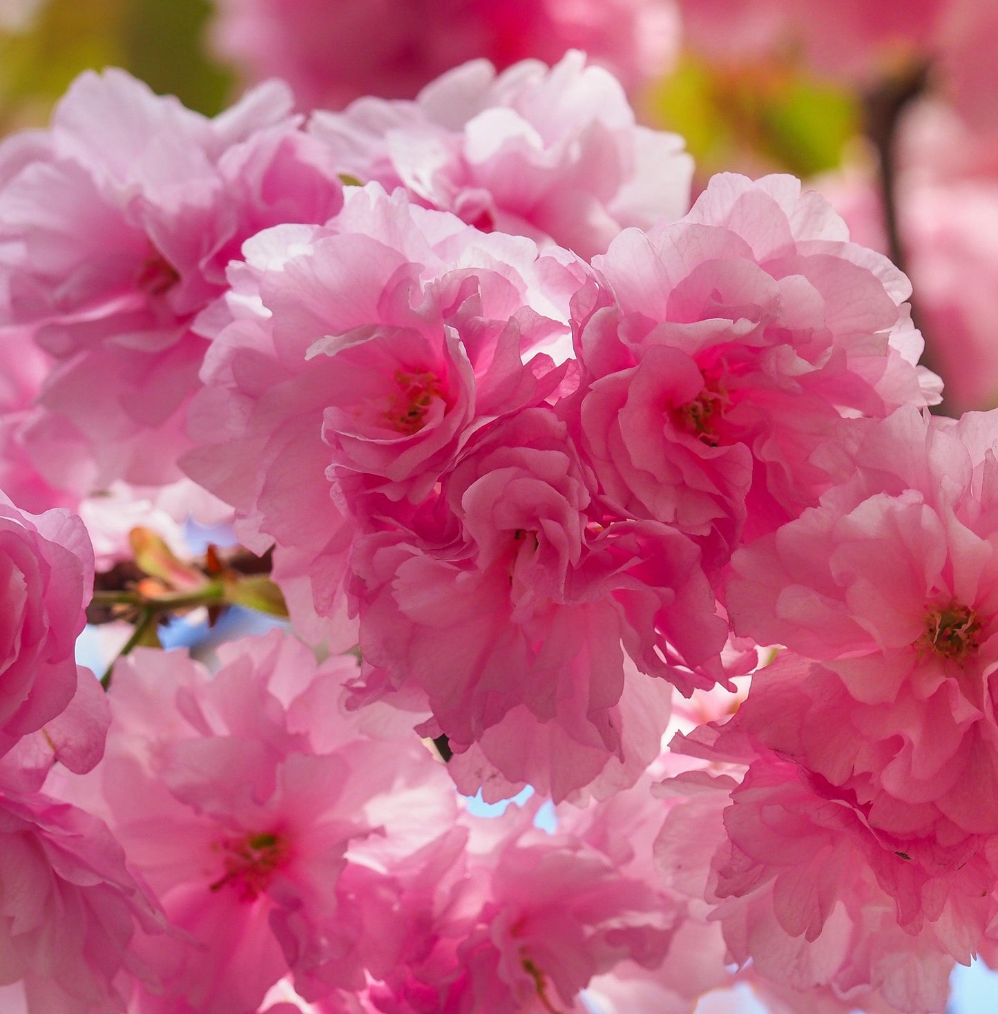 'Cherry Blossom Dwarf' Ornamental Flowering Tree  - Prunus Serrulata 'Royal Burgundy' 1m - 20cm Pot