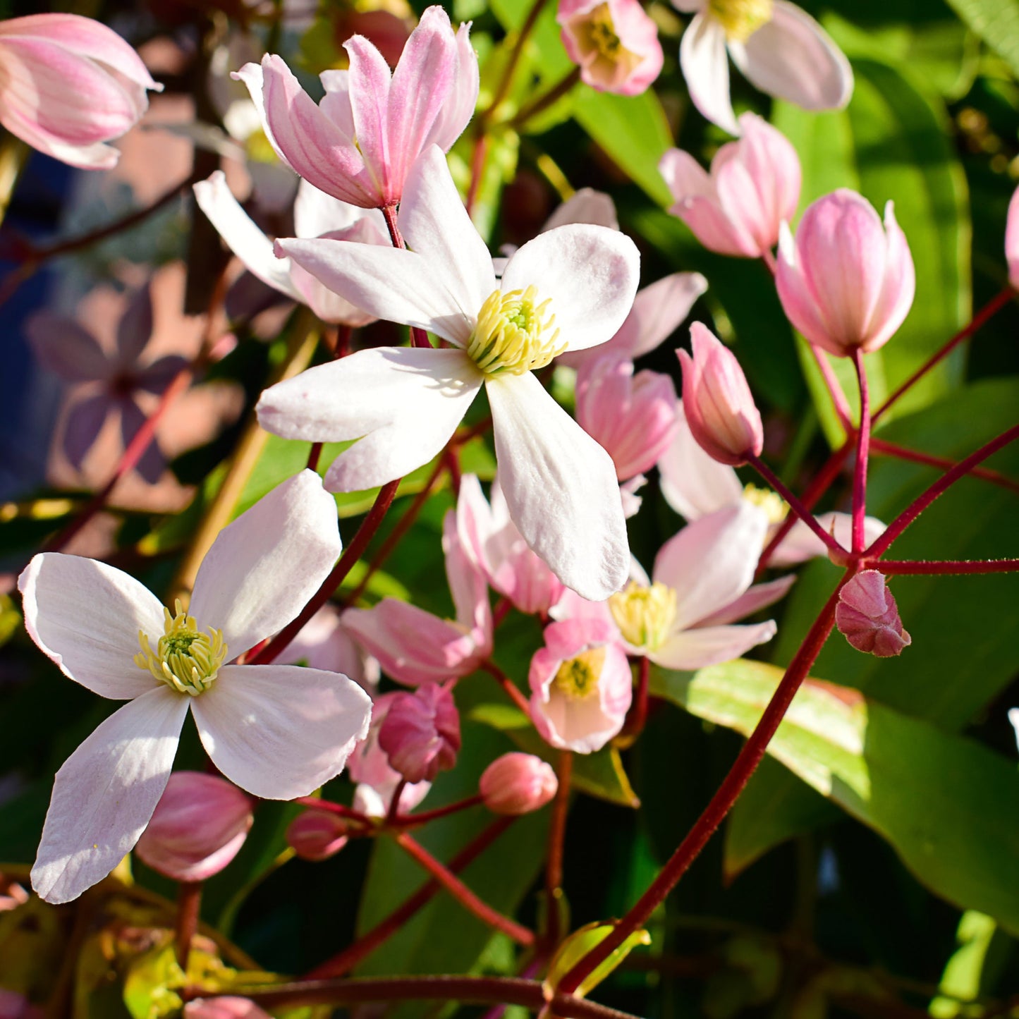 'Clematis' Armandii - Hendersonii Rubra Flowering Evergreen Plant - 15cm Pot