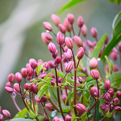 'Clematis' Armandii - Hendersonii Rubra Flowering Evergreen Plant - 15cm Pot