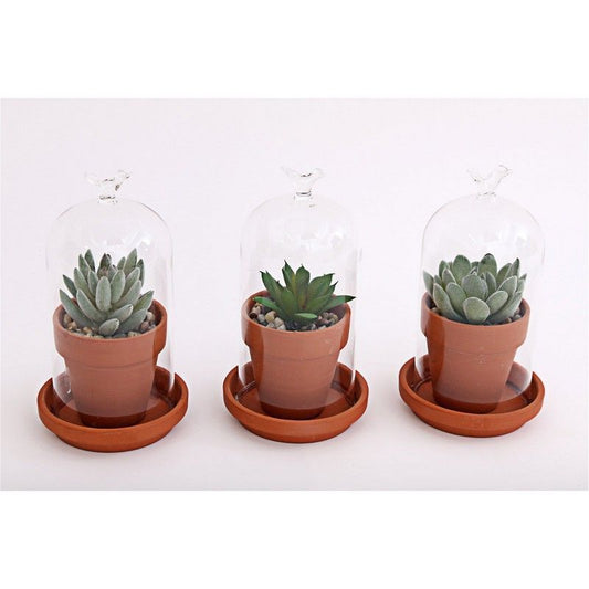 3x Dome Faux Succulent Glass - 15cm