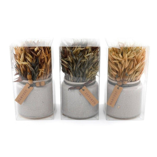 Set of 3 Dried Grasses In Ceramic Pots