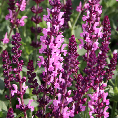 'Rose Marvel' Salvia Nemorosa Herbaceous Perennial Plant - 22.5cm Pot