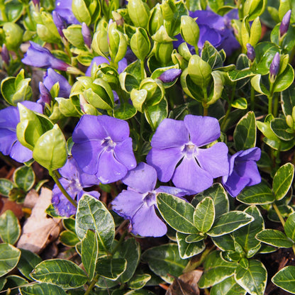 'Ralph Shugert' Vinca Minor Flowering Evergreen Shrub Plant - 2L Pot