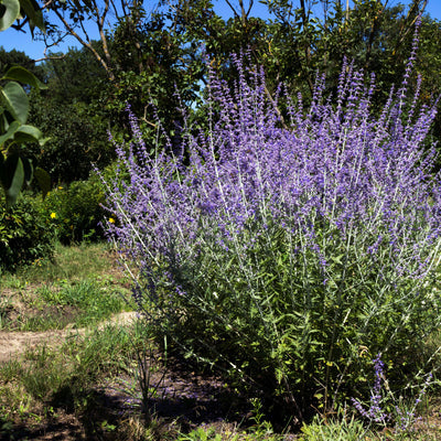 'Blue Spire' Perovskia Flowering Deciduous Sub-shrub Plant 9cm