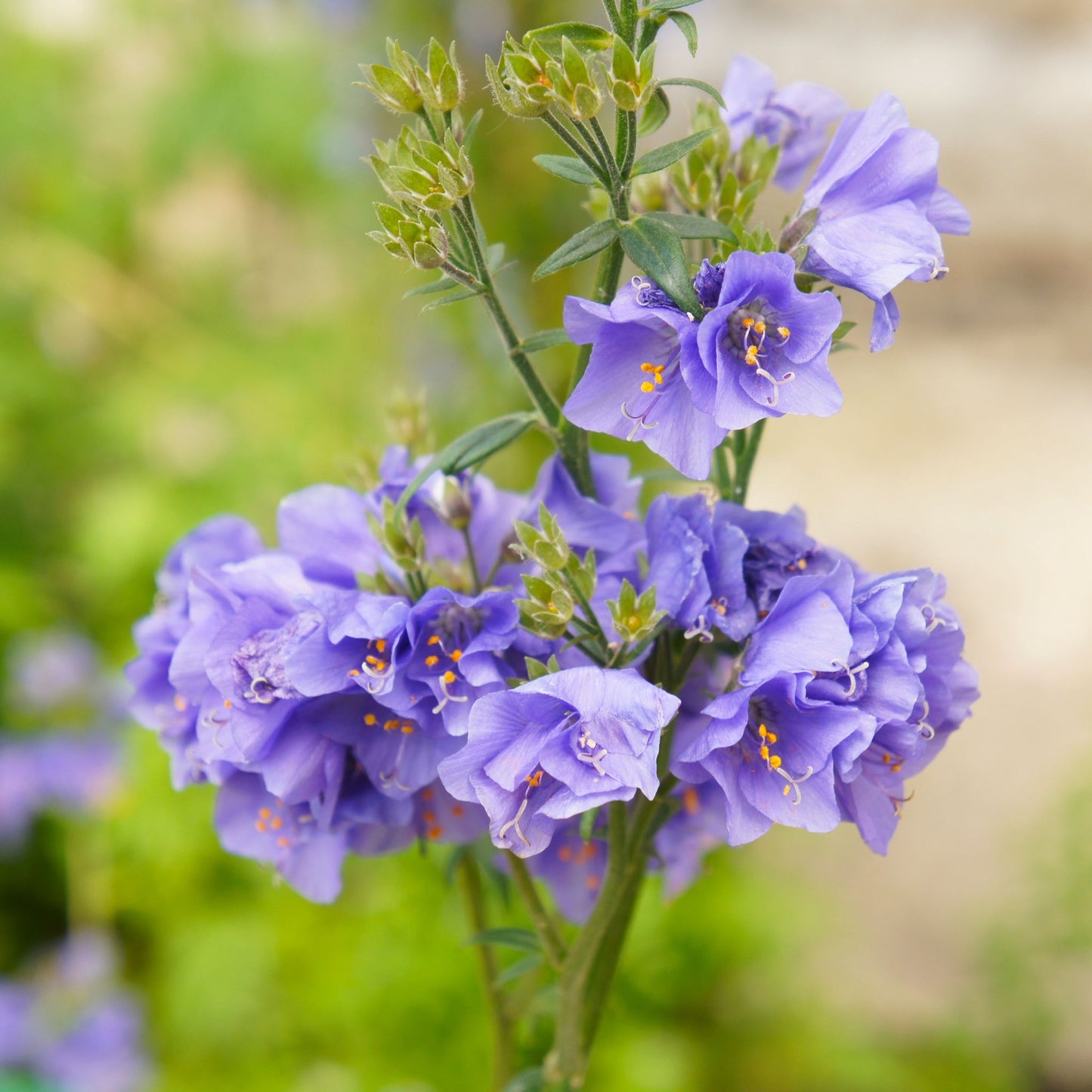 'Jacob's Lader' Polemonium Caeruleum Blue Flowering Perennial Plant - 9cm Pot